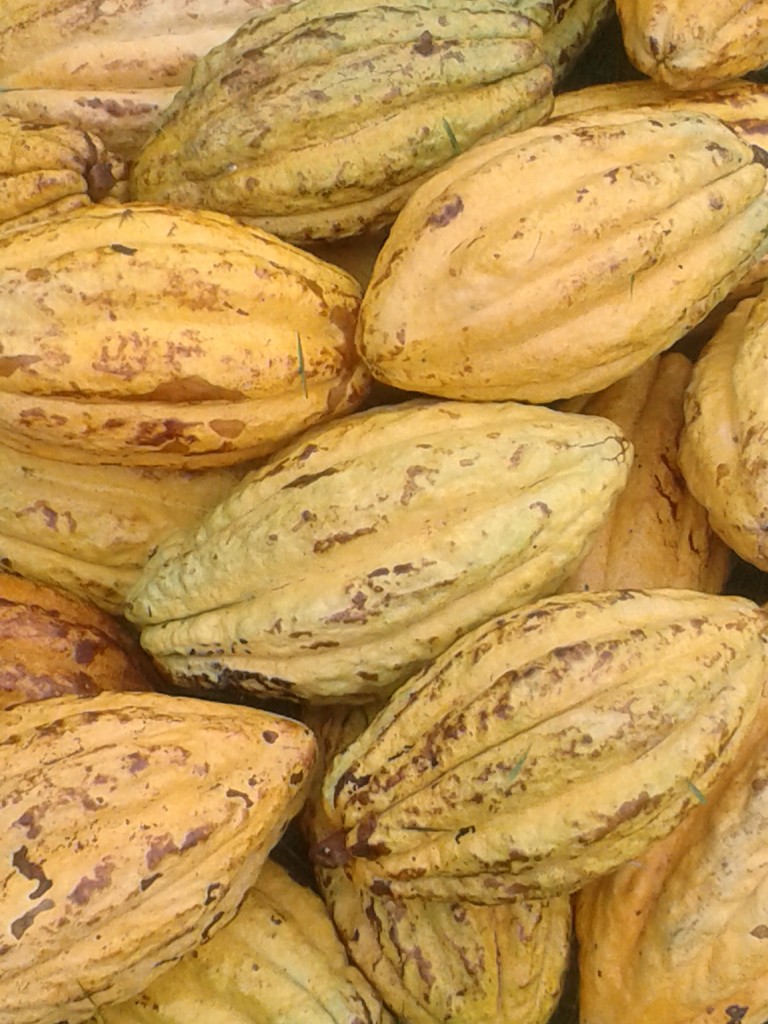 Reife Arriba-Kakaofrüchte in Ecuador