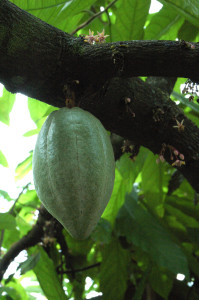 Forastero-Kakaoschote
