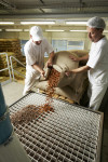 Arbeiter füllen Kakaosack