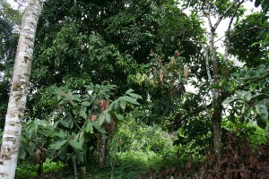Kakao wächst in Mischkultur