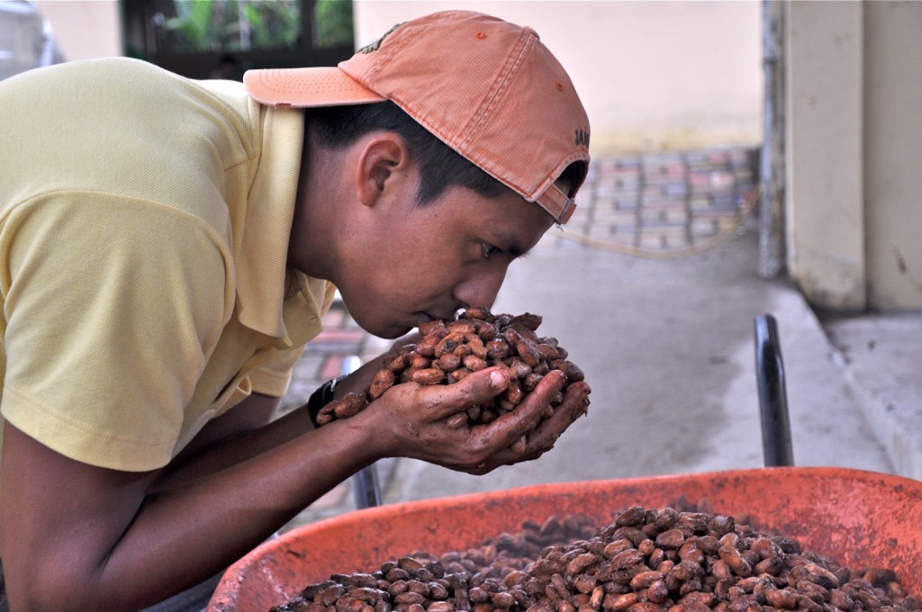 Ecuador-Kakaobauer riecht an Kakao.