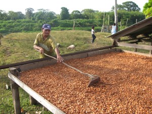 Bauer beim Trocknen von Kakao
