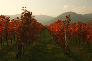 Weinberge im Herbst, Pfalz