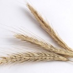 Weizen - lieber nicht in Schokolade